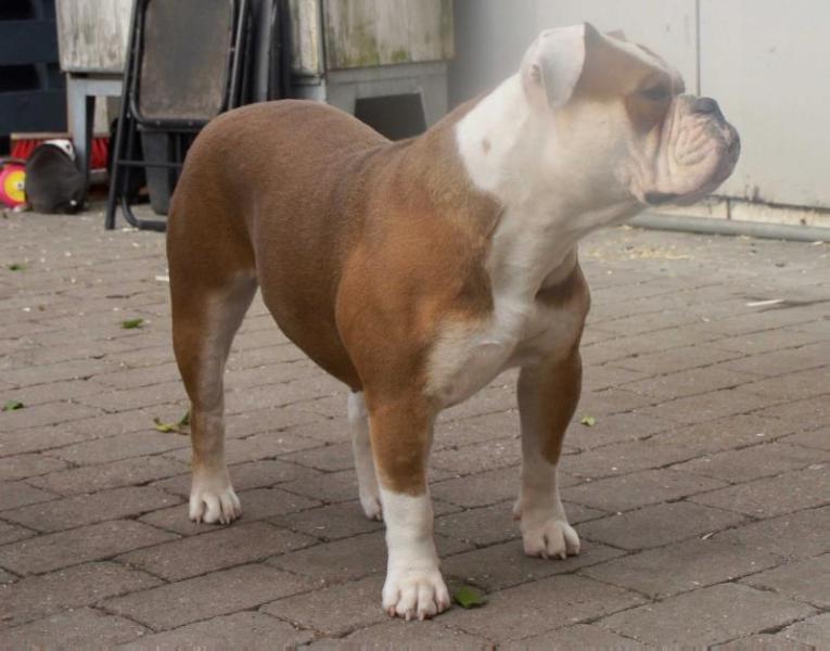 Romeni's Ruth | Olde English Bulldogge 