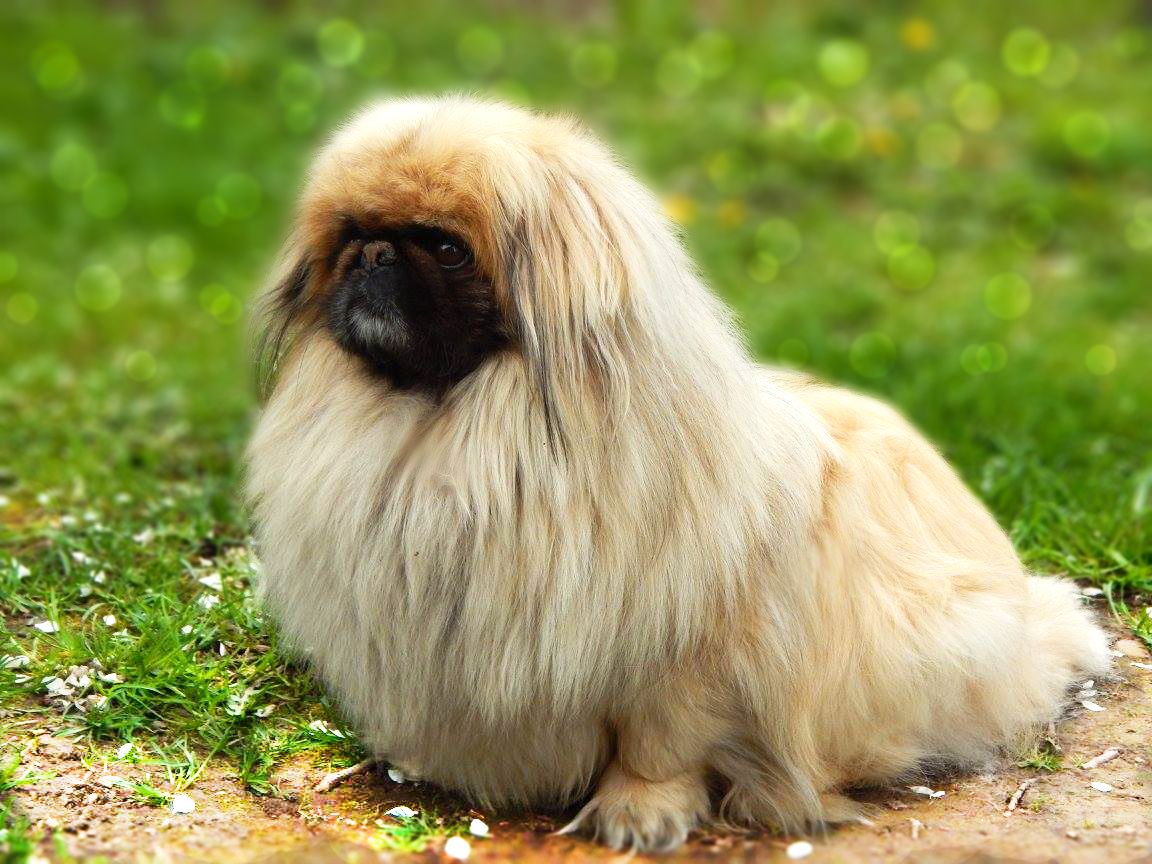 Charly | Pekingese 