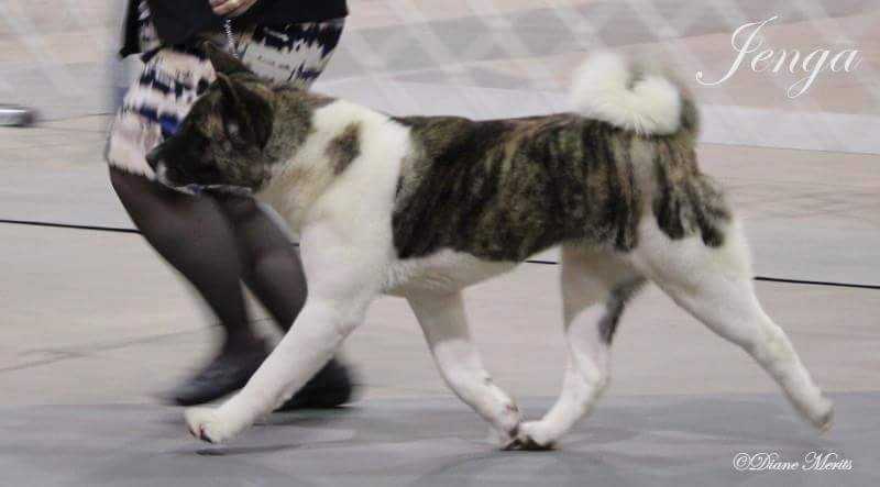 Liberty's Mind Games | Akita 