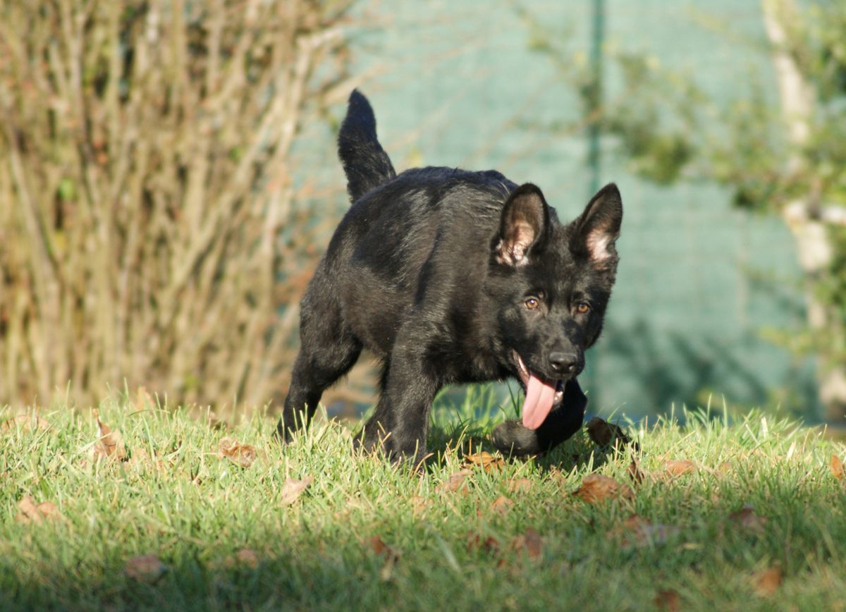 Bauli Dark Venoom | German Shepherd Dog 