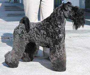 Shaggy Sham's Brisk Boy | Kerry Blue Terrier 