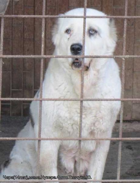 Chara | Central Asian Shepherd Dog 