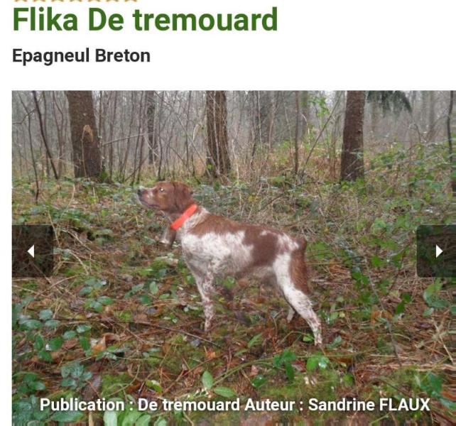 FLIKA de Tremouard | Brittany 