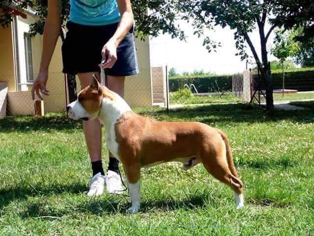 Arkan King's Line | American Staffordshire Terrier 