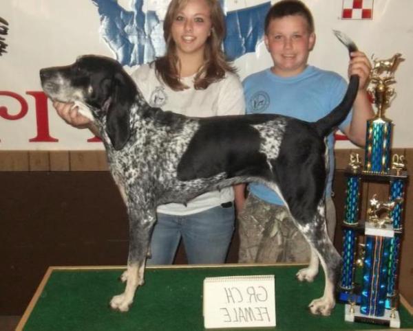 JJ's Timber Diva | Bluetick Coonhound 