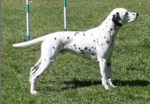 Rambler Carey's Dara Mac | Dalmatian 