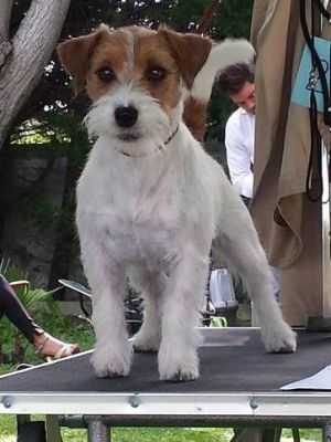 Southjack Fiona | Jack Russell Terrier 