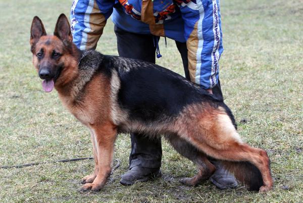 Essy Daxis | German Shepherd Dog 