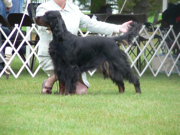Sassenach Ringwraith Sureshot | Gordon Setter 