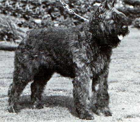 Faisca Danny v.d. Vanenblikhoeve | Bouvier des Flandres 