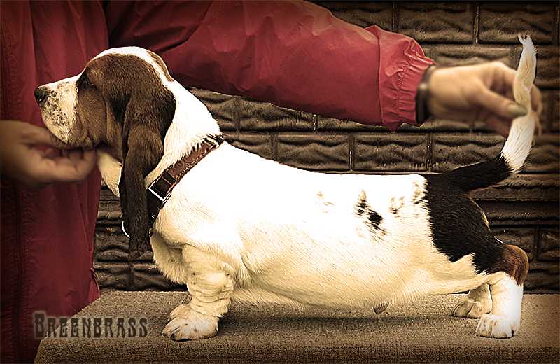 Othello Carnival BREENBRASS | Basset Hound 