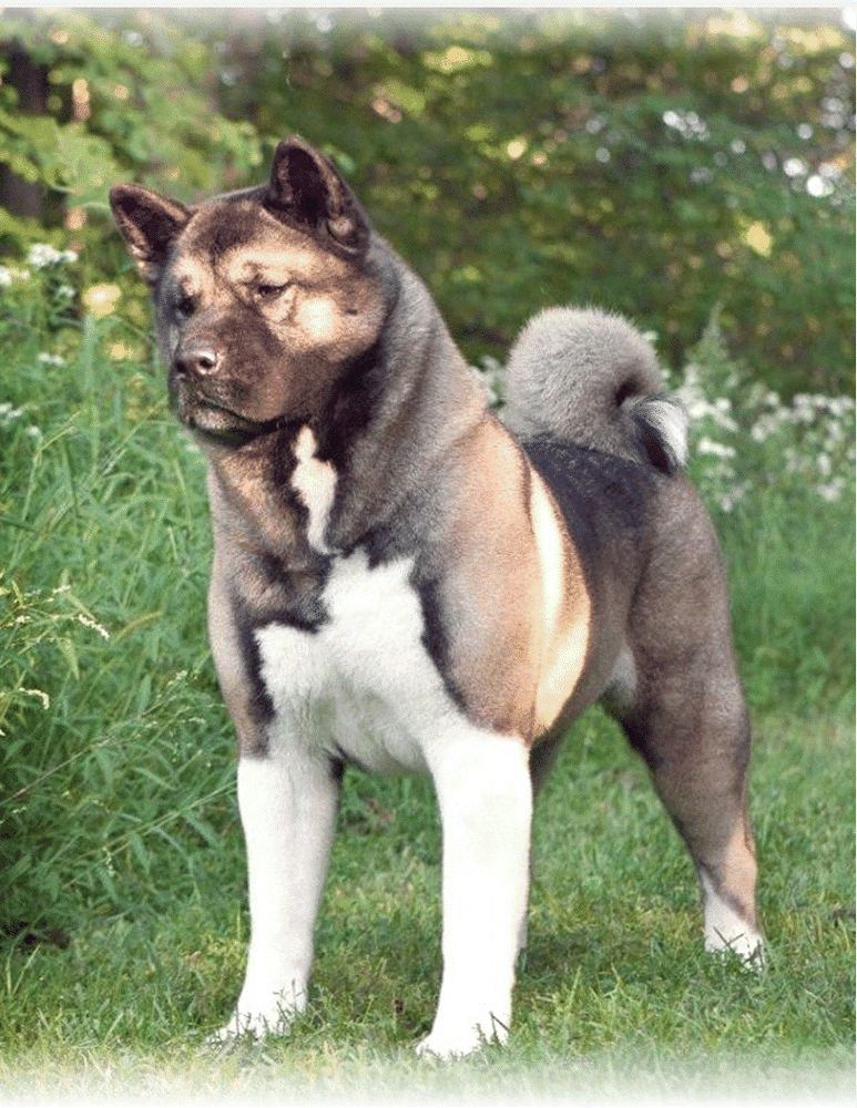 Koti's Nobody Does It Better | Akita 
