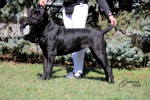 Ferraria | Cane Corso 