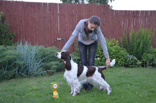 Foxberryhills Vittoria Mia Arte | English Springer Spaniel 