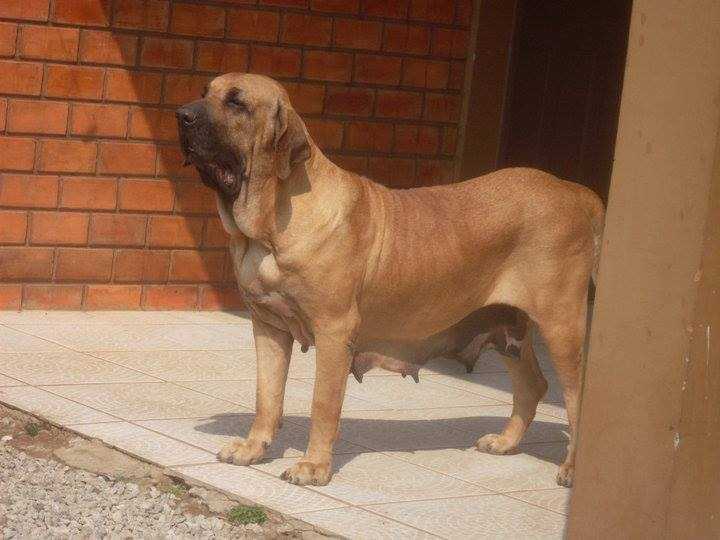 Jangada Filha da Orla do Fila | Fila Brasileiro 