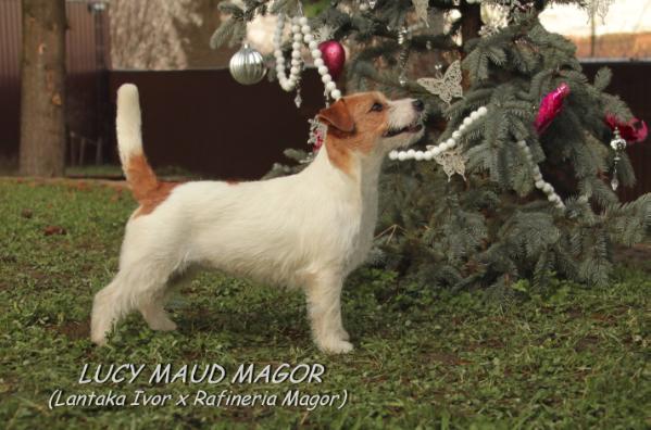 Lucy Maud Magor | Jack Russell Terrier 