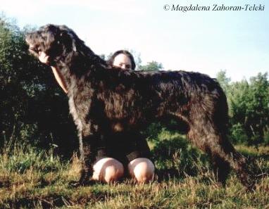 Irvavagyon Barb | Irish Wolfhound 