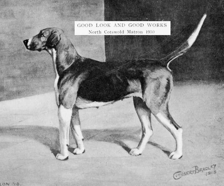 North Cotswold Matron 1910 | English Foxhound 