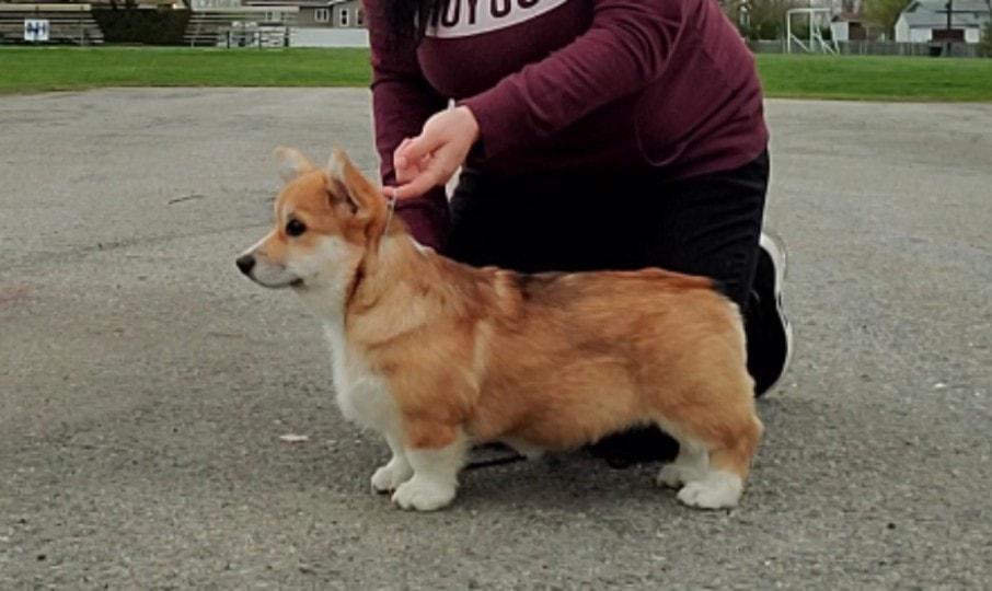 Cadwyn Wondertini | Pembroke Welsh Corgi 