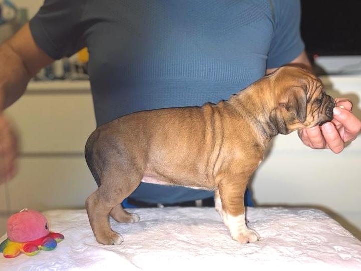 Robustaff Z-Mandy | American Staffordshire Terrier 