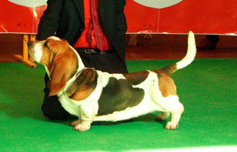 Zape Olea Bull´s | Basset Hound 