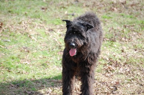 Contessa Tessa De Maitre de Noir | Bouvier des Flandres 