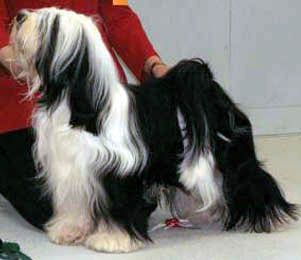 PAM ZAMIRIN MISTER PIRATE | Tibetan Terrier 