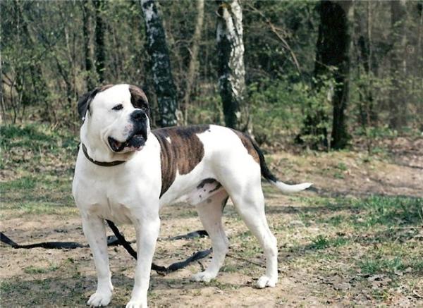 FRANKO GRAND FANG | American Bulldog 