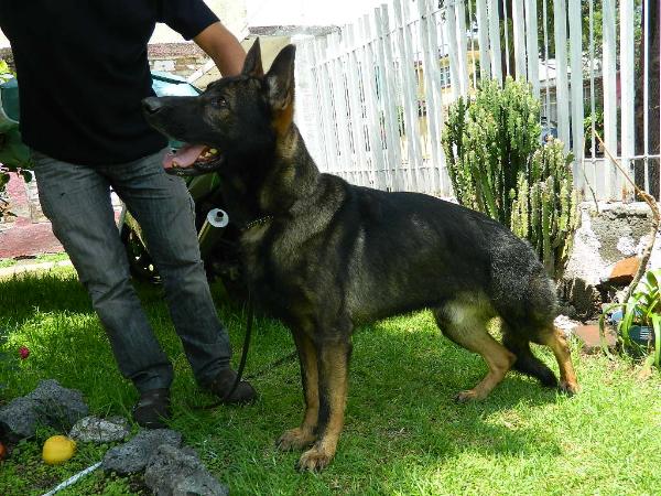 Blus von corhaus | German Shepherd Dog 