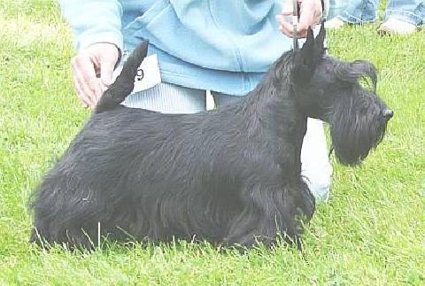 Sir Darnley Native Nugget | Scottish Terrier 