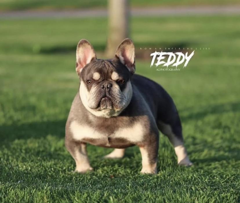 Roman Empire Bullies Teddy | French Bulldog 