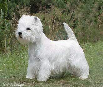 Charosmack Clear Dreams | West Highland White Terrier 