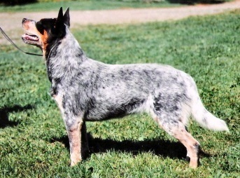 Reddenblu's Oh What a Thrill | Australian Cattle Dog 