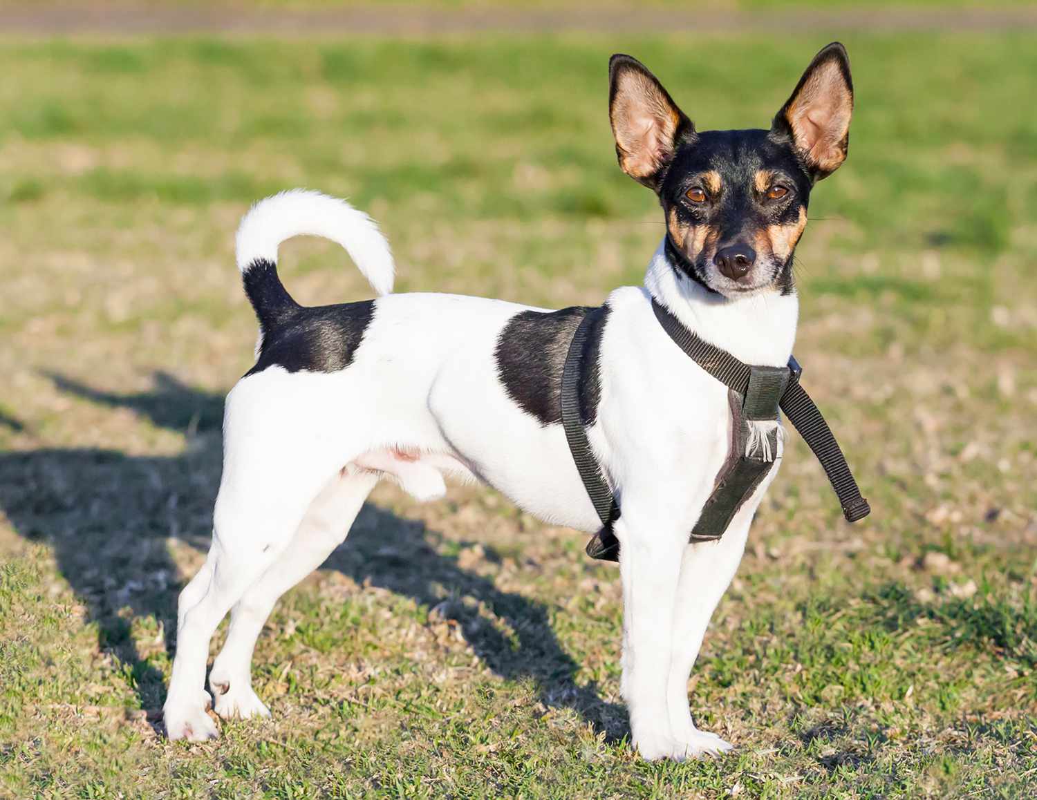 Rat Terrier