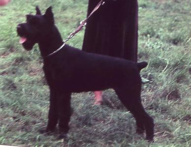 Gerri vom Dachgarten | Giant Schnauzer 