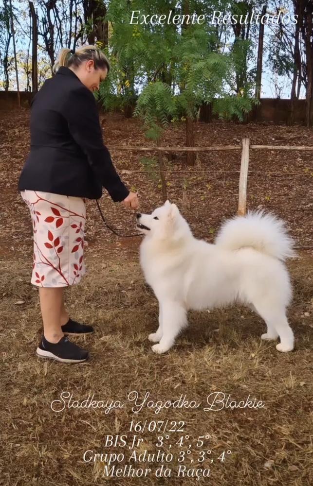 Sladkaya Yagodka Blackie | Samoyed 