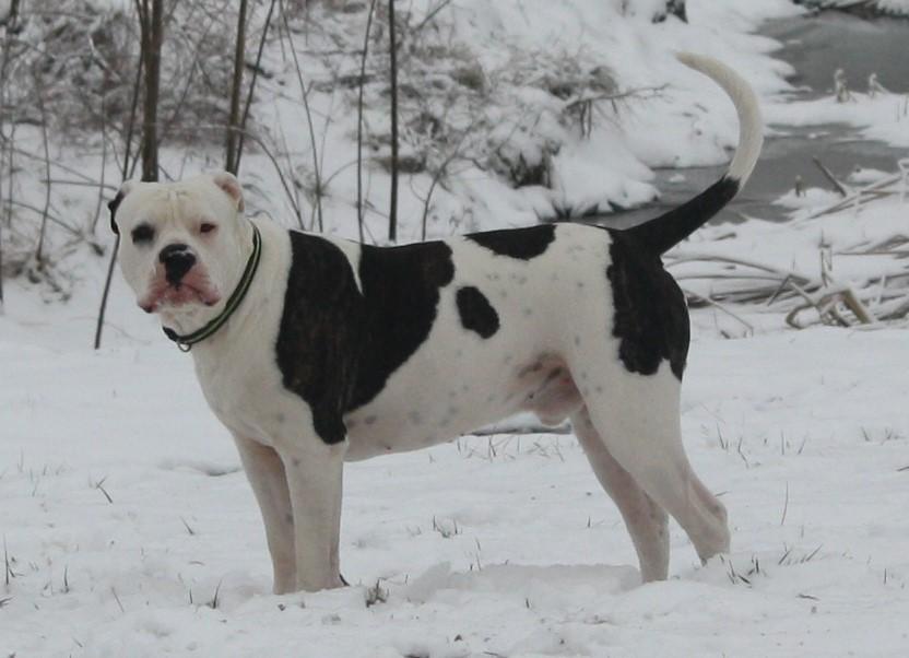 Big Boy Bunker of JB | American Bulldog 