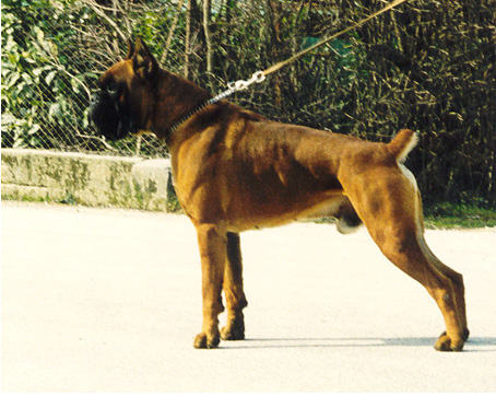 Vasco della Cadormare | Boxer 