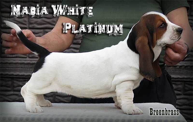 Nadia White Platinum Breenbrass | Basset Hound 