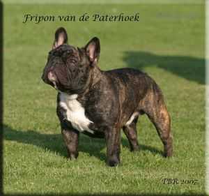 FRIPON VAN DE PATERHOEK | French Bulldog 