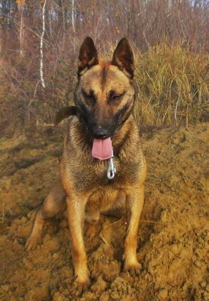 France Soldier K9 . Apacs | Belgian Malinois 