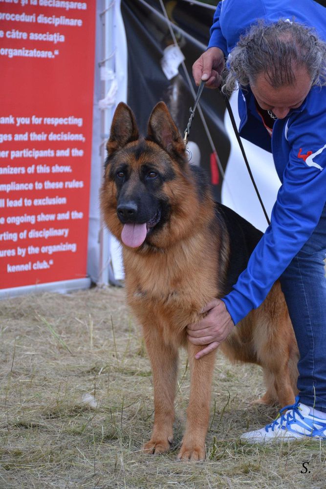Enzo Alle Farben | German Shepherd Dog 