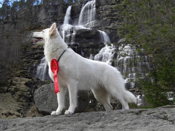 Veddinas Arielle | White Swiss Shepherd Dog 