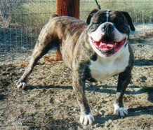 RAISING CAIN'S AXEL | Olde English Bulldogge 