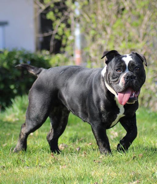 L'Imperatore Renegade | Olde English Bulldogge 