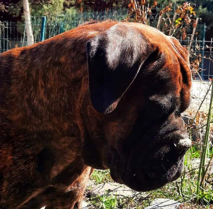 WHISKEY FIRE II Nestor Notabilis FCI | Bullmastiff 