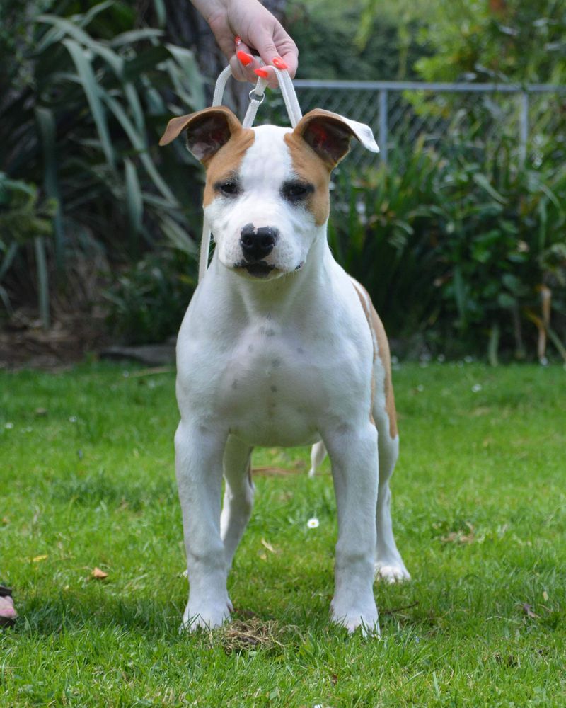 Zaliamstaff Who Ate Al T Pieds | American Staffordshire Terrier 