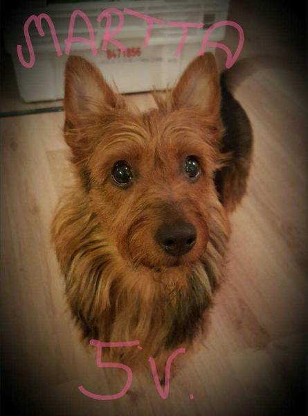 MELUKYLAN OLA-LAA | Australian Terrier 