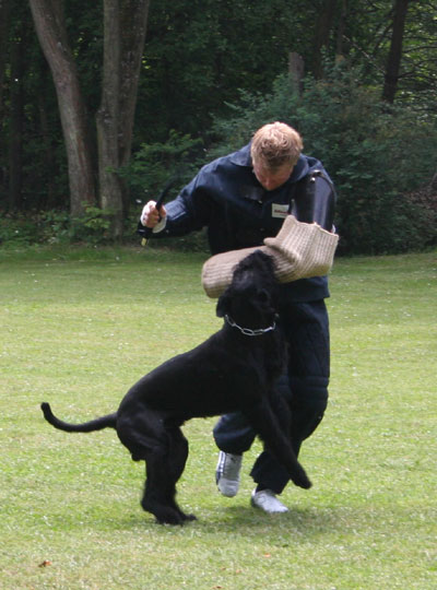 Rezzo von den Haßbergen | Giant Schnauzer 