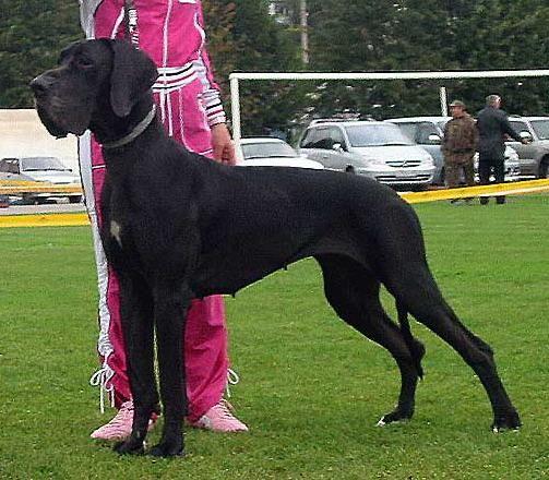 Cornelia vom Teufelsrund | Great Dane 